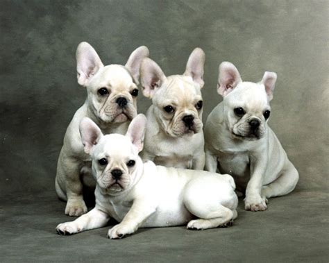 French Bulldog HD Wallpapers In High Resolution - All HD Wallpapers