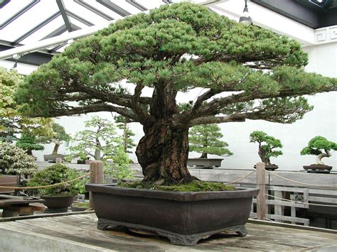 Nearly 400 Year Old Bonsai Tree That Survived The Hiroshima Blast Pics