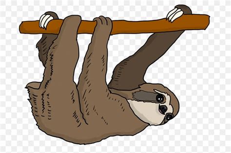 Three Toed Sloth Vector Graphics Clip Art Drawing Png 960x637px