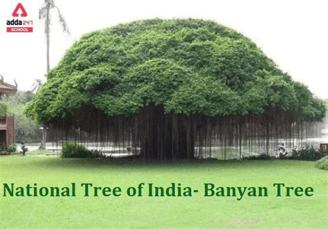 National Tree Of India Name Is Banyan Tree In English Hindi