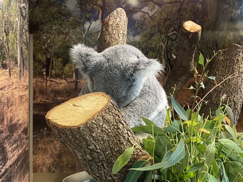 Koala Zoochat