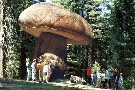 Sciplanet Oregons Giant The Largest Organism On Earth