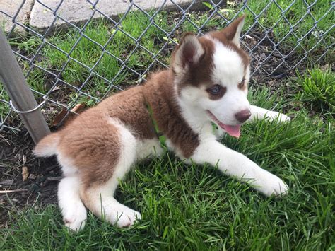 Maybe you would like to learn more about one of these? Meet Floki, our boys' 8 week old red Siberian Husky puppy! : aww