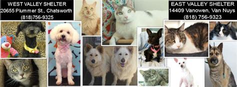 Pets Of The Week East Valley And West Valley Los Angeles City