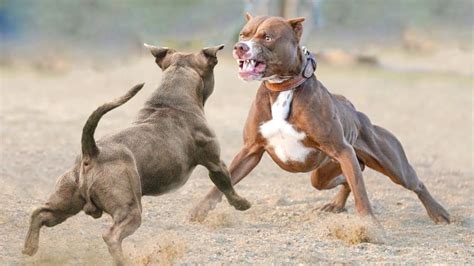 American Pitbull Terrier Temperamento Y Personalidad