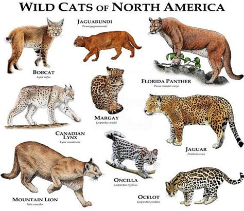 Wild Cats Of North America Coolguides