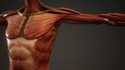 Top 195 Muscular System Animation