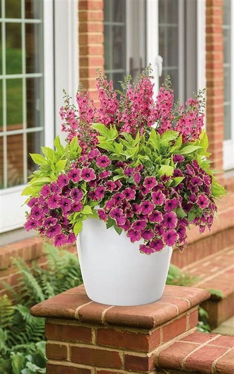 42 Beauty Full Sun Container Plants To Decorate Yard Page 12 Of 44