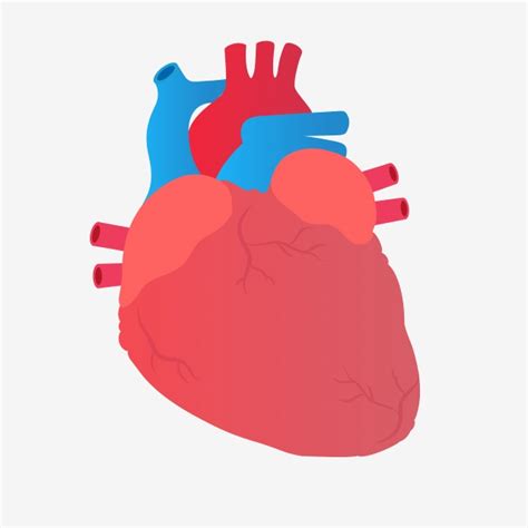 Heart Organ Vector At Collection Of Heart Organ