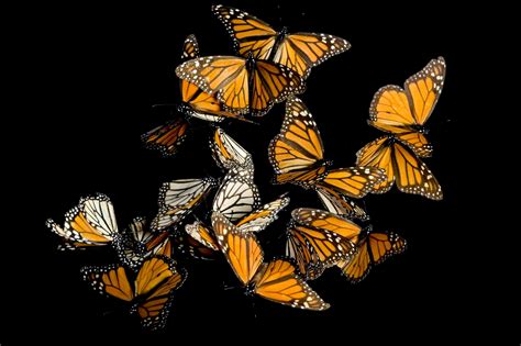 Monarch Butterfly Facts And Photos