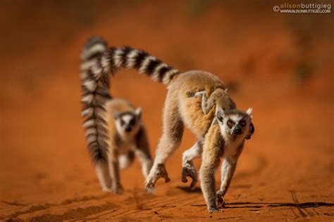 Dramatic Dancing Lemur Alison Buttigieg Wildlife Photography
