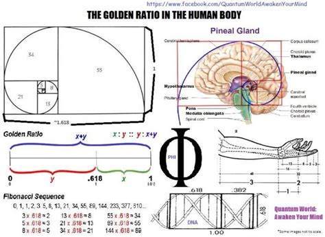 What Is The Golden Ratio