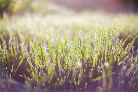 Premium Photo Closeup Of Lush Uncut Green Grass With Drops Of Dew In