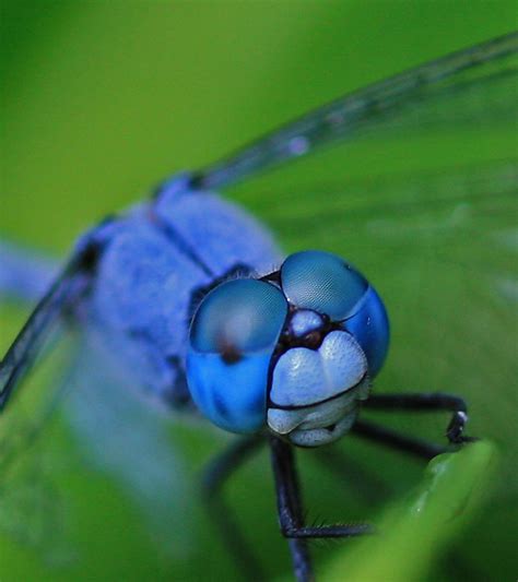 The Amazing Dragonfly Hubpages