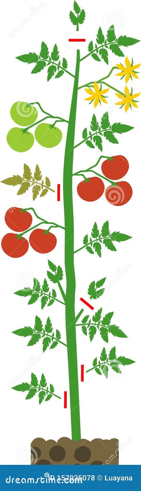 How To Prune Tomatoes Plant Tomato Pruning Scheme Stock Vector