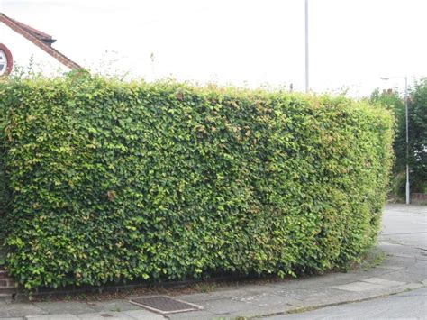 Privacy Hedge Around A Front Yard I Did Something Similar At My Old