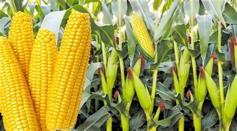 Drought Tolerant Maize Variety To Be Unveiled Farmingfarmersfarms