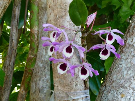 Yungaburra Rainforest Orchids These Orchids Flower Regular Flickr