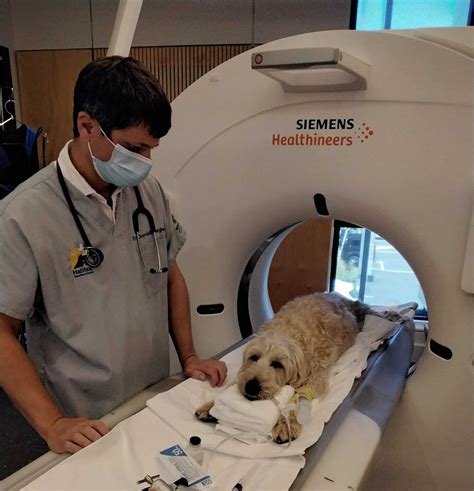 How Much Is A Ct Scan For A Dog