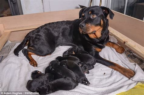 Rottweiler Gives Birth To One Of Britains Biggest Litters