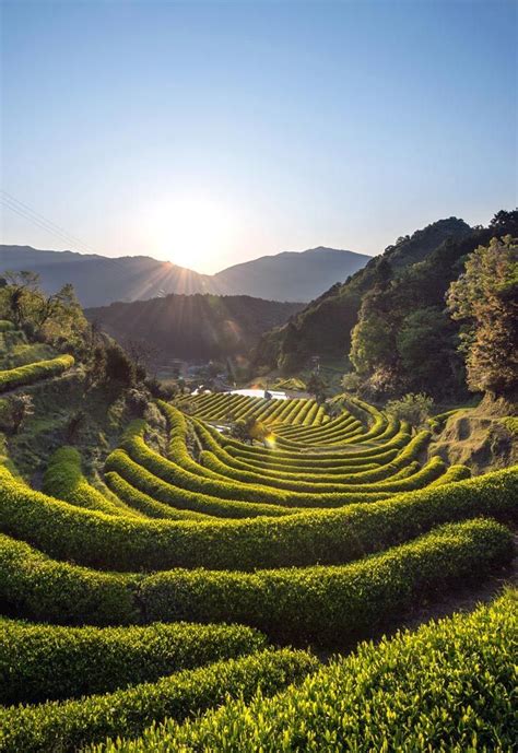 The Hedgerow How Quaint Wakayama Tea Farm Japan