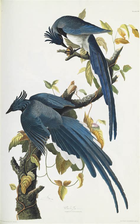Audubon John James 1785 1851 The Birds Of America From Original