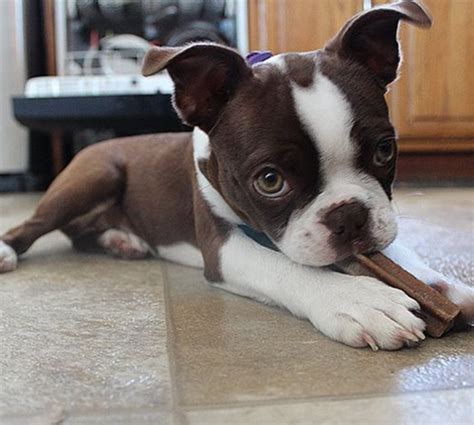 Brown Boston Terrier Chihuahua Mix Pets Lovers