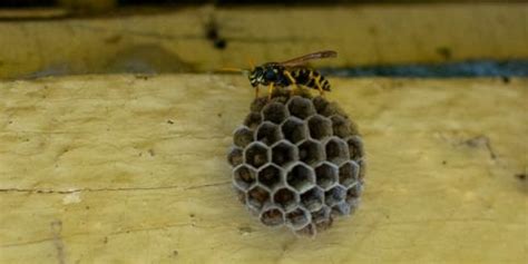 Read real reviews and see ratings for winston salem pest exterminators for free! Wasp Control, Winston-Salem, NC | The Dead Pest Society