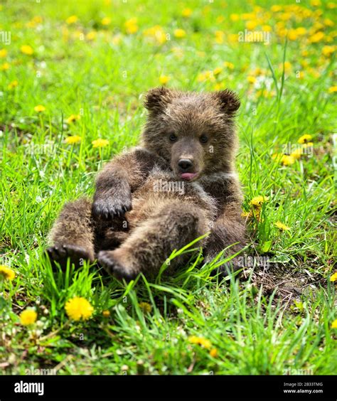 Cute Little Brown Bear Cub Playing On A Lawn Among Dandelions Stock