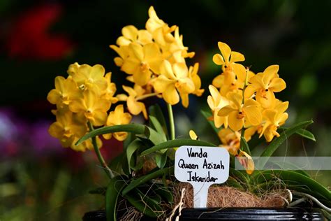 Our care guide provides you with all the requirements to keep yours alive. Nilai eksotik orkid, bonsai - Wilayahku