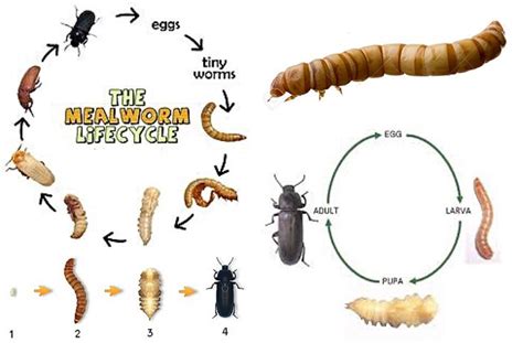 The Mealworm Life Cycle Sugar Gliders Life Cycles Science Life