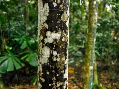 Image Of Close Up Of Tree Trunk In Rainforest Austockphoto