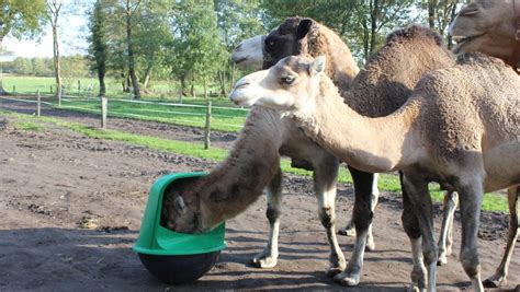 We'll use camel's rest dsl to configure the service and deploy it into an embedded. MicroFeeder MineralRocker