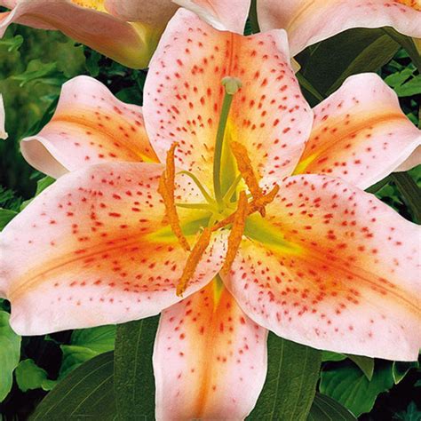 breck s oriental lily salmon star bulbs 5 pack 01406 the home depot