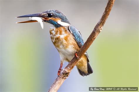 Common Kingfisher Alcedo Atthisdsc3234 1 Common Kingfis Flickr