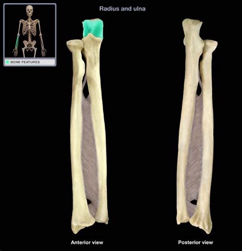 Radius And Ulna Flashcards Memorang