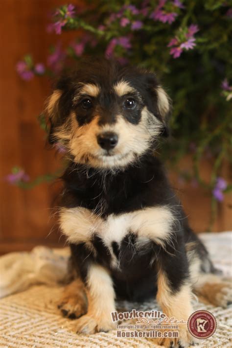 However, the price can be as high as $2000 with prized bloodlines. View Ad: Pembroke Welsh Corgi-Poodle (Miniature) Mix Puppy ...