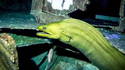 New Species Of Moray Eel Discovered Off Cuddalore Coast Named After