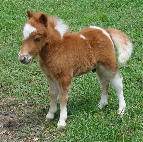 Cutest Miniature Horses Play Horse Games Free Online Horse Games