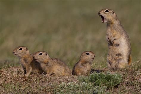 Richardsons Ground Squirrel