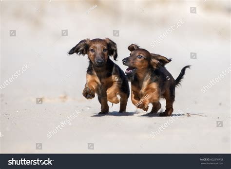Two Dachshund Puppies Playing Together Outdoors Stock Photo 602516453