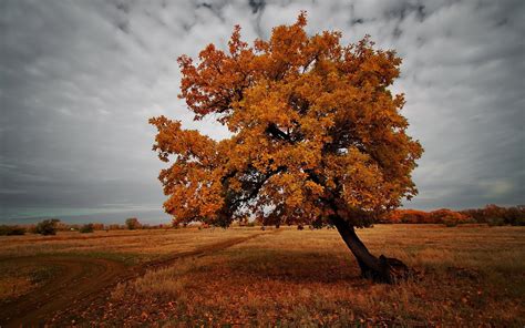 Autumn Brown Landscape Hd Desktop Wallpapers 4k Hd