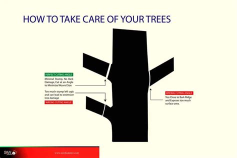 How To Take Care Of Your Trees To Keep Them Healthy And Strong Saw