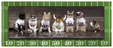 Minnesota Vikings Football Cats Fine Art Print