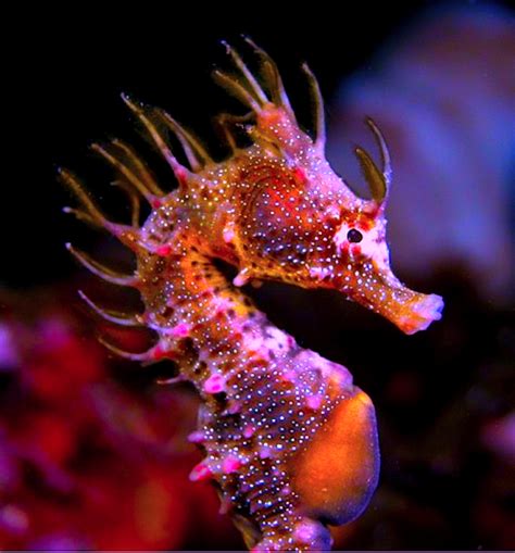 Short Head Seahorse Hippocampus Breviceps South Australia Nature