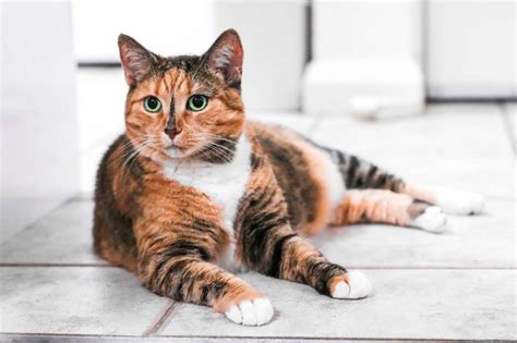 tabico cat facts  pictures cat breed selector