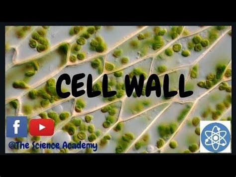 We did not find results for: Cell Wall | Structure, Composition and Functions (Plant ...