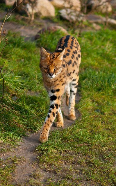 Savannahs makes great family members and are very. 431 best Savannah Cat / serval images on Pinterest | Baby ...