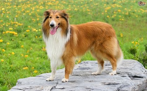 collie dog breed origin behavior trainability facts  puppy color