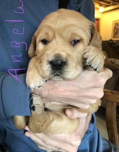 At my golden retriever puppies, we learn, love, and live golden retriever puppies! Golden Retriever Puppy for Sale - Adoption, Rescue ...